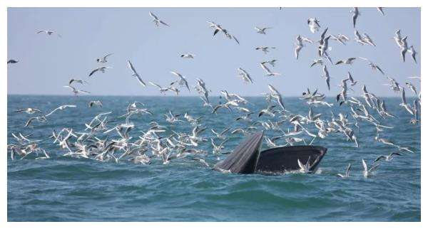 1658988523231998.jpeg 2eb22808afcab341fc982e394eaac679.jpeg